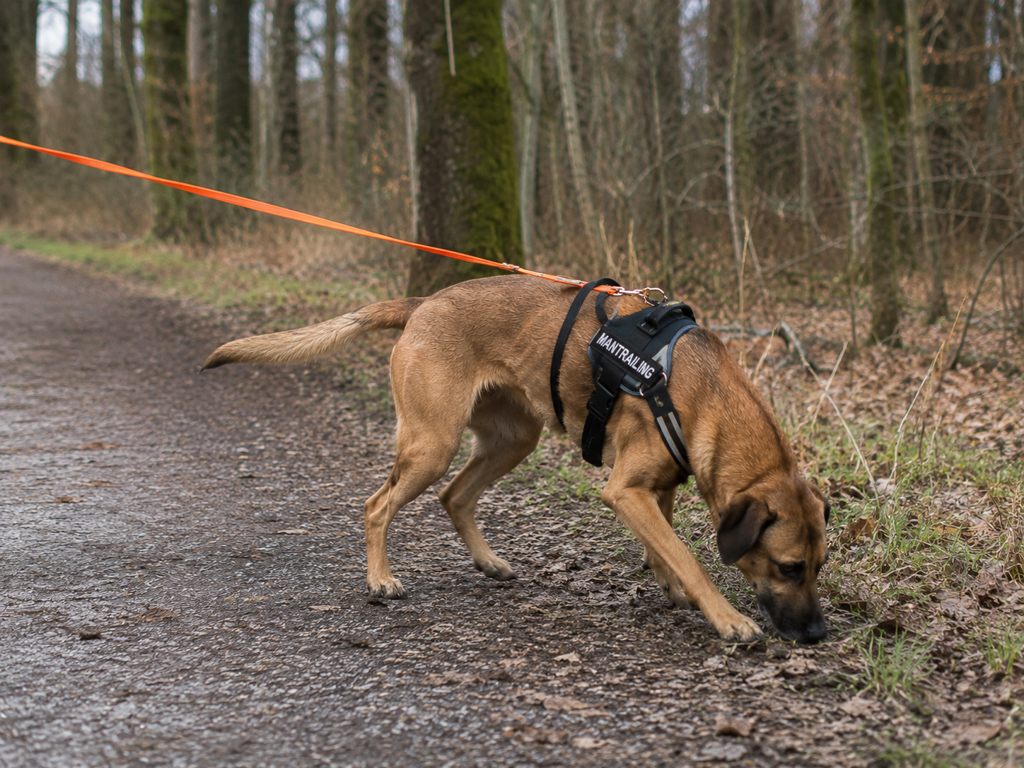 Hund beim Mantrailing